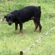 Rottweiler Puppies for sale in Sturgis Maben Rd, Maben, MS 39750, USA. price: NA