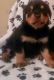 Rottweiler Puppies for sale in Woonsocket, RI 02895, USA. price: $1,200