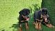 Rottweiler Puppies for sale in Thousand Oaks, CA, USA. price: $1,600