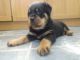 Rottweiler Puppies for sale in Plainfield, NJ 07063, USA. price: NA