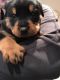 Rottweiler Puppies for sale in Plainfield, NJ 07063, USA. price: NA