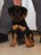 Rottweiler Puppies for sale in Sun Valley, CA 91352, USA. price: NA