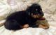 Rottweiler Puppies for sale in Spring Hill, FL, USA. price: $1,100