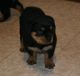 Rottweiler Puppies for sale in Jonesboro, GA 30236, USA. price: $800