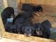Rottweiler Puppies for sale in Great Falls, SC 29055, USA. price: NA