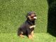 Rottweiler Puppies for sale in Thousand Oaks, CA, USA. price: $1,600