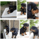 Rottweiler Puppies for sale in Stillwater, OK, USA. price: NA