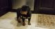 Rottweiler Puppies for sale in Durham, NC, USA. price: NA