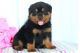 Rottweiler Puppies for sale in Colorado Springs, CO 80903, USA. price: NA