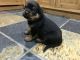 Rottweiler Puppies for sale in Colorado Springs, CO 80903, USA. price: $400