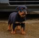 Rottweiler Puppies for sale in Pottstown, PA 19464, USA. price: NA