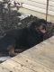 Rottweiler Puppies for sale in Carrollton, KY 41008, USA. price: NA