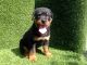 Rottweiler Puppies for sale in Thousand Oaks, CA, USA. price: NA