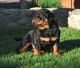 Rottweiler Puppies for sale in Auburn, CA 95603, USA. price: NA