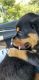 Rottweiler Puppies for sale in Syracuse, NY 13224, USA. price: NA