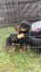 Rottweiler Puppies for sale in Panama City Beach, FL, USA. price: $400