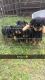 Rottweiler Puppies for sale in Panama City Beach, FL, USA. price: $400