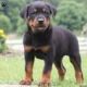 Rottweiler Puppies for sale in Auburn, CA 95603, USA. price: $400