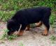 Rottweiler Puppies for sale in Spring Hill, FL, USA. price: NA