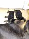 Rottweiler Puppies for sale in Holiday, FL, USA. price: NA