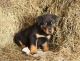 Rottweiler Puppies for sale in Columbus, OH 43215, USA. price: NA