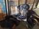 Rottweiler Puppies for sale in Riegelwood, NC 28456, USA. price: NA