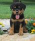 Rottweiler Puppies for sale in Minneapolis, MN, USA. price: NA