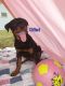 Rottweiler Puppies for sale in Moravia, NY 13118, USA. price: NA