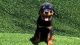 Rottweiler Puppies for sale in Thousand Oaks, CA, USA. price: $1,250