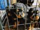Rottweiler Puppies for sale in Riegelwood, NC 28456, USA. price: NA