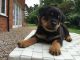 Rottweiler Puppies for sale in Jersey City, NJ, USA. price: NA