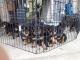 Rottweiler Puppies for sale in Loveland, OH, USA. price: $700