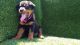 Rottweiler Puppies for sale in Thousand Oaks, CA, USA. price: $1,500