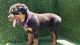 Rottweiler Puppies for sale in Thousand Oaks, CA, USA. price: $1,500