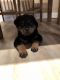Rottweiler Puppies for sale in Colorado Springs, CO, USA. price: $1,000