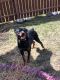 Rottweiler Puppies for sale in Lansing, MI, USA. price: NA