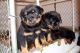Rottweiler Puppies for sale in BOS Terminal E, Harborside Dr, East Boston, MA 02128, USA. price: NA