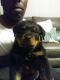 Rottweiler Puppies for sale in Creve Coeur, IL, USA. price: NA