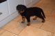 Rottweiler Puppies for sale in Sacramento, CA 95834, USA. price: $500
