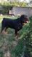 Rottweiler Puppies for sale in Sun Valley, CA 91352, USA. price: NA