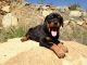 Rottweiler Puppies for sale in Thousand Oaks, CA, USA. price: $1,800