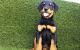 Rottweiler Puppies for sale in Thousand Oaks, CA, USA. price: $1,250