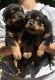 Rottweiler Puppies for sale in Romania Dr, Louisville, KY 40216, USA. price: NA