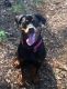 Rottweiler Puppies for sale in Smyrna, GA, USA. price: NA
