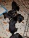 Rottweiler Puppies for sale in Farmville, VA 23901, USA. price: NA