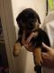 Rottweiler Puppies for sale in Warren, OH, USA. price: $600