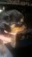Rottweiler Puppies for sale in Iola, TX 77861, USA. price: $1,200
