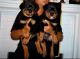 Rottweiler Puppies for sale in Queen Creek, AZ, USA. price: NA