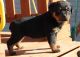 Rottweiler Puppies for sale in West Valley City, UT, USA. price: $600