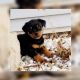 Rottweiler Puppies for sale in Ottawa, IL 61350, USA. price: NA